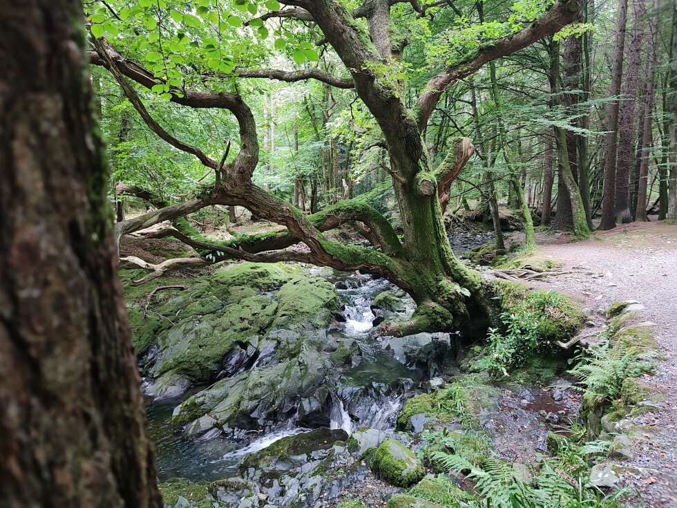 Tollymore Forest - Rejseguide: Nordirland den ultimative Game of Thrones-destination
