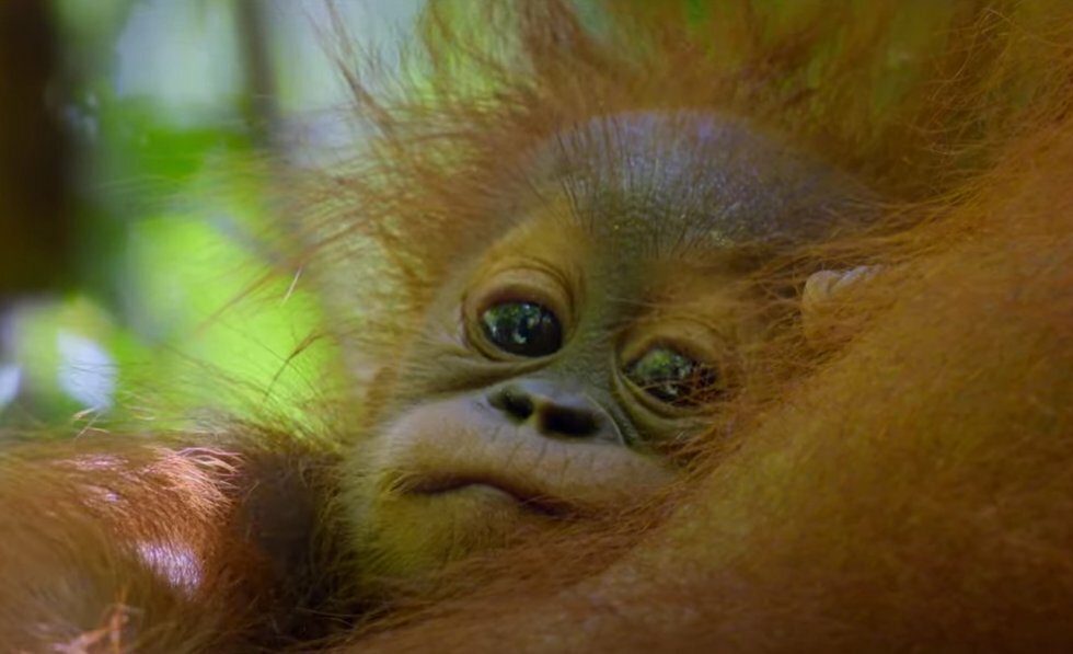 Følg orangutang-familie gennem generationer i ny David Attenborough-naturdokumentar