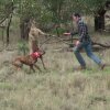 Man Punches a Kangaroo in the Face to Rescue His Dog (Original HD) || ViralHog - Kænguru overfalder hund; ejeren giver kænguruen en ordentlig en på kæben [Video]