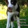 FUNNY DOG EATS WILD PSYCOACTIVE SHROOMS - CAUGHT ON TAPE! - Sådan ser det ud, når en hund æder euforiserende svampe i naturen [Video]