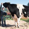 The World?s Tallest Cow - Se verdens højeste ko på næsten 2 meter
