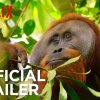Our Planet | Official Trailer [HD] | Netflix - Første trailer til årets helt store naturserie, Our Planet