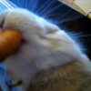 Closeup of Cute Bunny Chewing Carrot - Misophonia: "Fobien" for folk der smasker