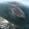 Huge Great White Shark circles the boat and feeds on a Whale - Hvidhajer mæsker sig i hvalbuffet