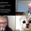 Kitten Zoom Filter Mishap - Advokat fanget i kattefilter på Zoom under live møde i retten