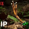 Our Planet | Fungus | Clip | Netflix - Cordyceps: Den parasitiske svamp der har inspireret The Last of Us seriens zombier