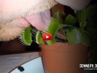 Gæt en gang. Tror du det er smart at stikke tungen i en kødædende plante?