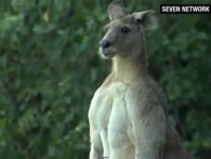 Schwarzenegger-kænguru hopper rundt og skræmmer folk i Australien