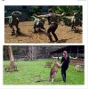 #JurassicZoo: Chris Pratt har fået sit eget meme