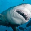 Tyrehaj - Havets farligste hajer