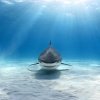 Tigerhaj - Havets farligste hajer