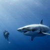 Stor hvidhaj - Havets farligste hajer