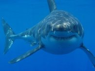 Hvide hajer har et komplekst og halv-aggressivt sexliv