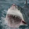 Great Serial Killer - TV-tip: Shark Week
