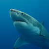 Great White Uncaged - TV-tip: Shark Week