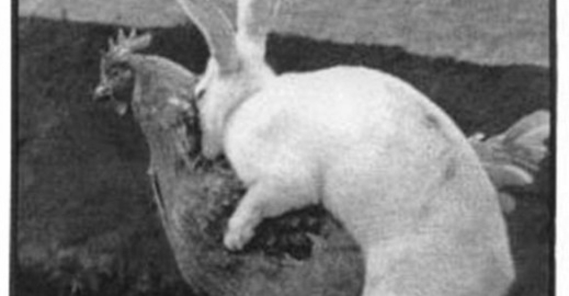 человек трахает кролика фото 56