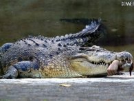 Krokodille - nu med arm!