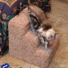 (newcattree.com) - 5 ting til den overforkælede kat