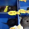 Skildpadder! - 5 slemme ting fra Kina
