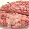 Kunne du spise 8 kg stegt ko-hjerne på 15 minutter? Nej, vel? det kunne Takeru Kobayashi   - 6 vilde æde-rekorder