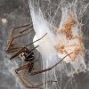 Danmarks største edderkop - Den store husedderkop/Tegenaria atrica - Araknofobi [Fobi nr. 1]