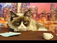 Grumpy Cat går til audition på The Late Show