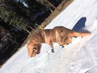 T-Rex på snowboard