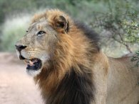 To løver skudt i zoo på grund af en nøgen mands selvmordsforsøg