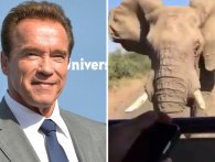 Arnold Schwarzenegger møder en hidsig elefant