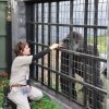 Tidligere dyrepasser ræsonnerer over drabet på gorillaen Harambe