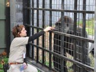 Tidligere dyrepasser ræsonnerer over drabet på gorillaen Harambe