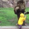 Løve forsøger at gå til angreb på lille dreng i zoo [Video]