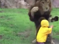 Løve forsøger at gå til angreb på lille dreng i zoo [Video]
