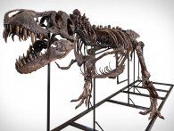 Nu kan du eje et Tyrannosaurus Rex skelet