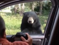 Bjørne kan nu åbne døren til din 'safaribil'