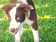Sådan ser det ud, når en hund æder euforiserende svampe i naturen [Video]