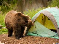 Hvad gør man, hvis man vågner op til lyden af en bjørn? Filmer det selvfølgelig! 