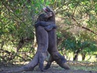 Fotograf fanger vanvittig fight mellem to komodovaraner