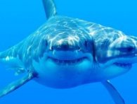 Hajer med to hoveder findes i virkeligheden og bliver fundet over hele verden