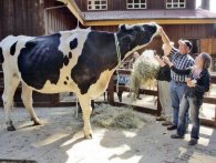 Se verdens højeste ko på næsten 2 meter