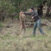 Kænguru overfalder hund; ejeren giver kænguruen en ordentlig en på kæben [Video]