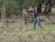 Kænguru overfalder hund; ejeren giver kænguruen en ordentlig en på kæben [Video]