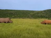 Clash of the Titans: Sort og hvidt næsehorn i sjælden kamp