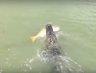 Kæmpe alligator stjæler fisk fra far og søn