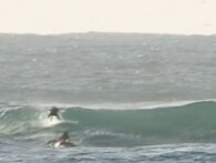 Delfin bodyslammer surfer i Australien