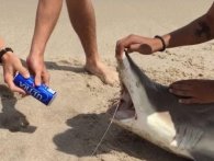 To fyre bruger en hajs tænder til at lave en shotgun-øl