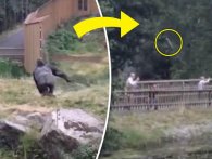 Gorilla kaster med grene på tilskuere i svensk zoo [video]