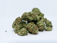 10 vilde fordele ved cannabis