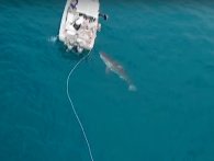Vred haj begynder at bide i uheldige fiskeres båd