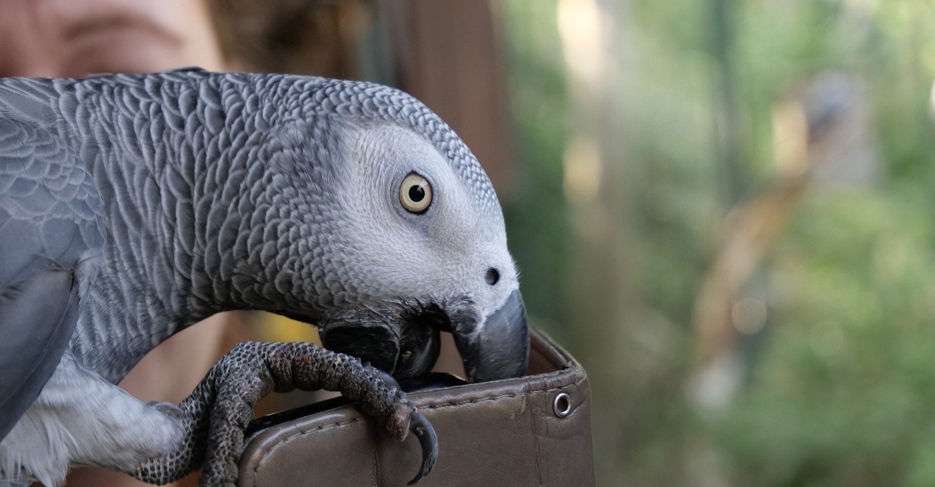 En papegøje har Amazon til at afspille musik og bestille mad | Connery